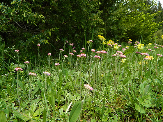 Botanici při průzkumu v Jesen­kách našli orchideje, masožravky i vzácn© vrby
