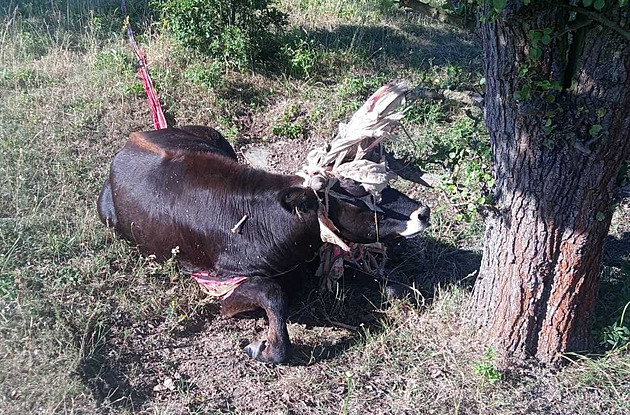 Samice pratura se v Milovicích zamotala do padáku, děsila tak zbytek stáda
