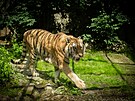 Zabaven samec tygra ussurijskho, kter od jara ije v Zoo Liberec, se pesune...