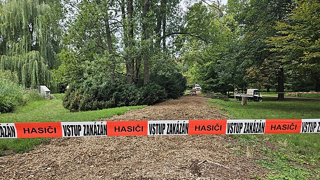 Na pejskae spadla v brnnskm parku Lunky vtev a vn jej zranila. Pracovnci zelen po incidentu odstrauj dal deviny v okol. (31. ervence 2025)