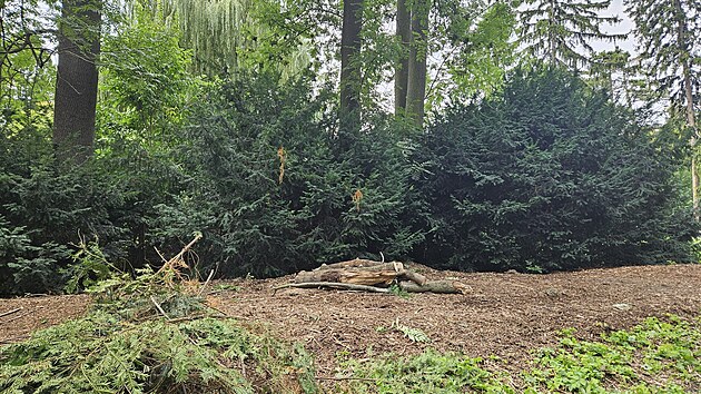 Na pejskae spadla v brnnskm parku Lunky vtev a vn jej zranila. Pracovnci zelen po incidentu odstrauj dal deviny v okol. (31. ervence 2025)