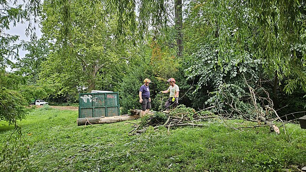 Na pejskae spadla v brnnskm parku Lunky vtev a vn jej zranila. Pracovnci zelen po incidentu odstrauj dal deviny v okol. (31. ervence 2025)