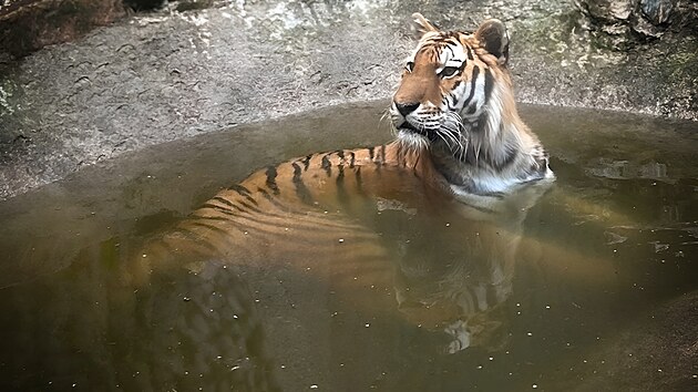 Zabaven samec tygra ussurijskho, kter od jara ije v Zoo Liberec, se pesune do Nizozemska.