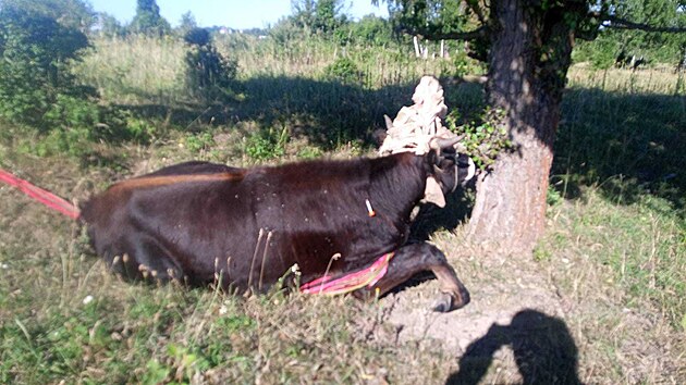 Samice pratura se zapletla do pomocnho padku. (30. ervence 2025)