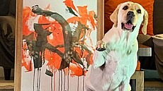 Dalí, labradorka, která byla nalezena oputná ve vku pouhých 45 dn, se stala...