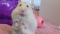 Roní keí slena jménem Angel Delight, velká jako brambora, se dostala do...