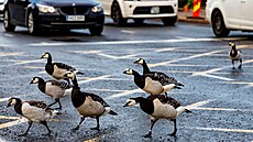 Berne�ky p�echázející ulici Helsinginkatu v Helsinkách, zatímco auta �ekají....