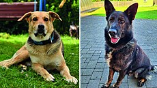 Nejroztomilejí mazlíci msíce ervence