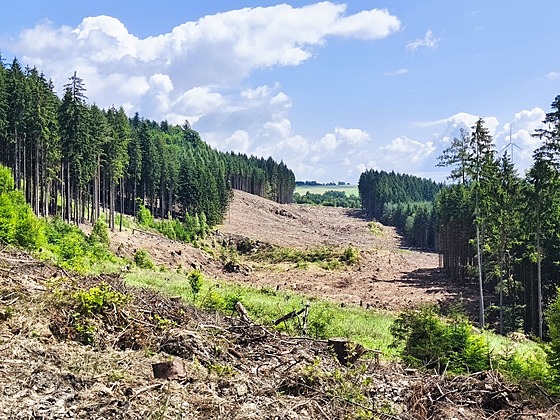 Pr�sek lesem Záb�e�ské vrchoviny pro p�ipravovanou dálnici D35. �e zde stavba...