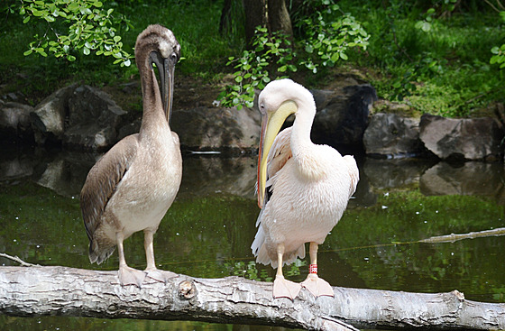 Ilustraní fotografie pelikán z plzeské zoologické zahrady.