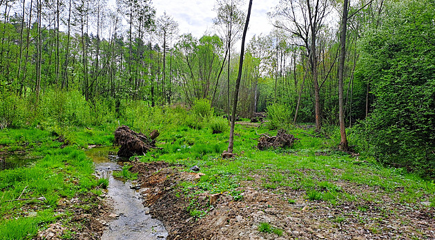 Meandrující koryta Hájnického potoka na Bruntálsku v Moravskoslezském kraji
