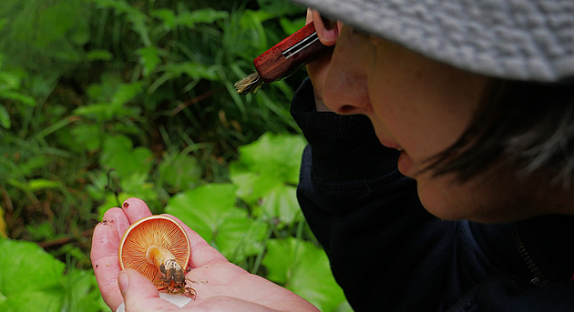 V lesích se dá te narazit i na druhy, je jsou bné zpravidla a pozdji v...