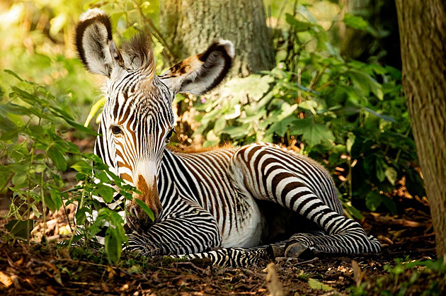 Sameek zebry Grévyho, který se ani ne ped týdnem narodil v zoologické zahrad...