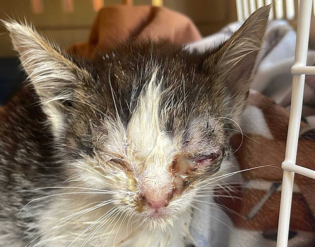 tyi desítky koek dlaly moná i nkolik let spolenost bezdomovcm, kteí se...