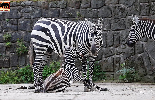 VIDEO: Zoo ukázala mládě zebry, které se narodilo ve výběhu. Je to sameček