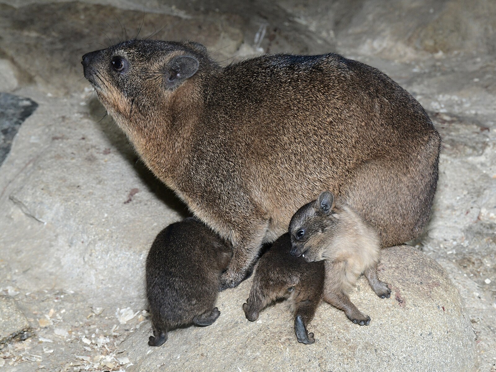 V olomoucké zoo přišli na svět damani skalní, miniaturní příbuzní slonů