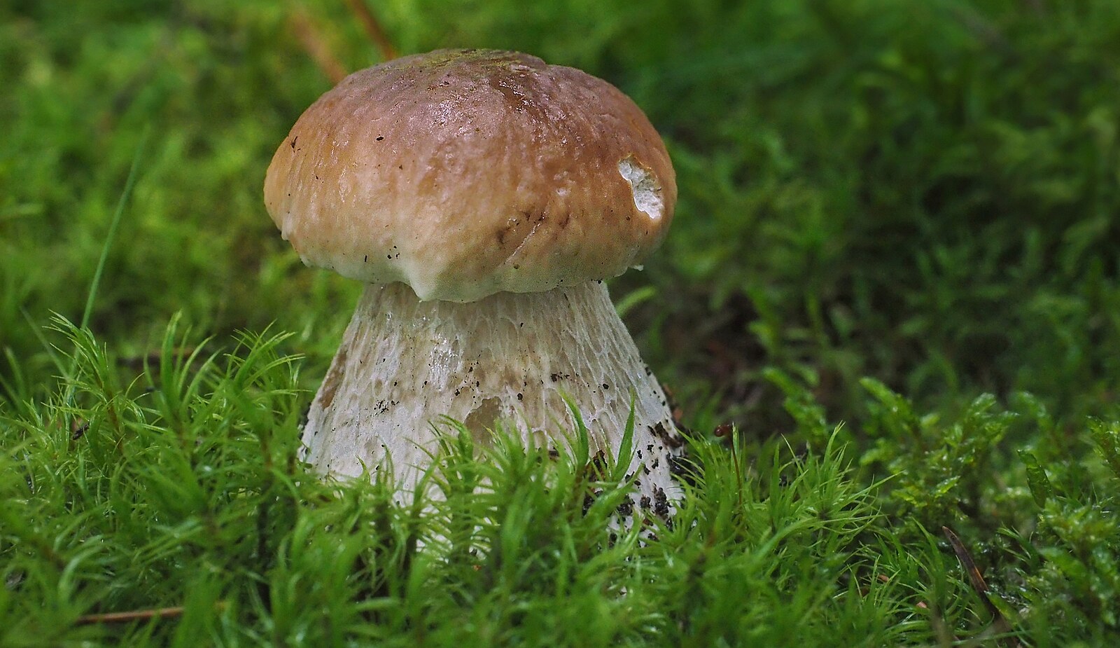 Houby teď nikde v Česku nerostou, pomůže jen další déšť, říká mykolog