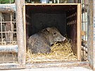 Zoo Olomouc m nov prstek. Je jm vzcn pekari blobrad. Snmek je z...