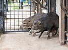 Zoo Olomouc m nov prstek. Je jm vzcn pekari blobrad. Snmek je z...