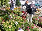 Ve Vkch kvete tradice. Zahradnick vstava lk tisce lid