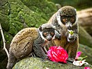 Mlata lemura mongoze si v Ostrav pochutnvaj  na kvtech napklad ibik...