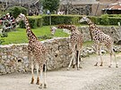 Trojice samc irafy nbijsk si na prosted v jihlavsk zoo zvykla pomrn...