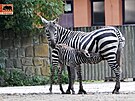 Mld zebry bezhv, kter se narodilo v zoo ve Dvoe Krlov nad Labem 3....