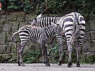 Mld zebry bezhv, kter se narodilo v zoo ve Dvoe Krlov nad Labem 3....