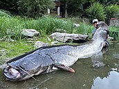 Jakub Vágner se svým rekordním úlovkem. Sumec mí 268 centimetr, o tyi...