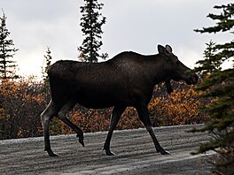Los v aljaském národním parku Denali. (21. záí 2022)