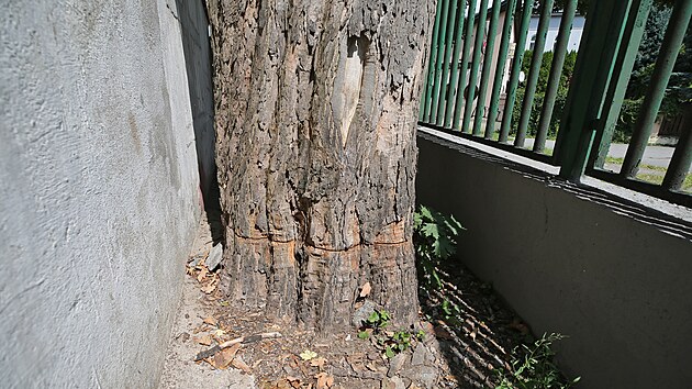 Neznm pachatel po obvodu naezal pilou kmen stoletho javoru.