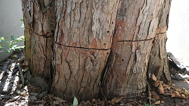 Podle odbornk by podobn strom mohl mt hodnotu a pl milionu korun.