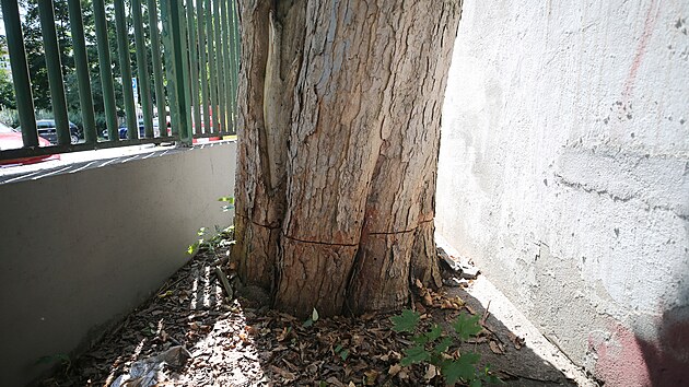 Neznm pachatel po obvodu naezal pilou kmen stoletho javoru.