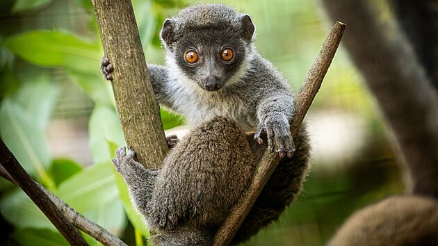 Ostravsk mld lemura mongoze.. (1. srpna 2025)