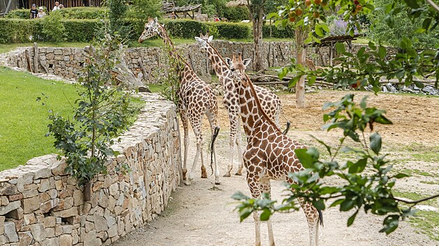 Trojice samc irafy nbijsk si na prosted v jihlavsk zoo zvykla pomrn brzy, nvtvnci zahrady je tud mohou vidt ve venkovnm vbhu v pln krse. irafci dorazili na Vysoinu zhruba v polovin ervence. Jeden z Ostravy, druh z Liberce a tet ze Dvora Krlov. (7. srpna 2025)