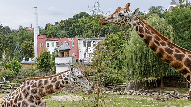 Trojice samc irafy nbijsk si na prosted v jihlavsk zoo zvykla pomrn brzy, nvtvnci zahrady je tud mohou vidt ve venkovnm vbhu v pln krse. irafci dorazili na Vysoinu zhruba v polovin ervence. Jeden z Ostravy, druh z Liberce a tet ze Dvora Krlov. (7. srpna 2025)