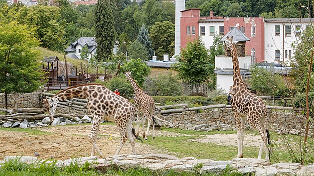Trojice samc irafy nbijsk si na prosted v jihlavsk zoo zvykla pomrn brzy, nvtvnci zahrady je tud mohou vidt ve venkovnm vbhu v pln krse. irafci dorazili na Vysoinu zhruba v polovin ervence. Jeden z Ostravy, druh z Liberce a tet ze Dvora Krlov. (7. srpna 2025)