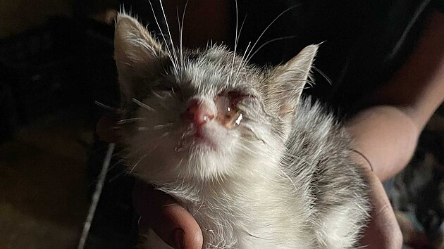 tyi destky koek dlaly mon i nkolik let spolenost bezdomovcm, kte se usadili nedaleko centra krajskho msta Vysoiny. Zvatm vak byla v zuboenm stavu, chybla jim potebn veterinrn pe, a jeliko nebyla kastrovan, nekontrolovateln se mnoila.