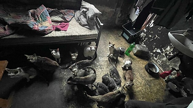 tyi destky koek dlaly mon i nkolik let spolenost bezdomovcm, kte se usadili nedaleko centra krajskho msta Vysoiny. Zvatm vak byla v zuboenm stavu, chybla jim potebn veterinrn pe, a jeliko nebyla kastrovan, nekontrolovateln se mnoila.