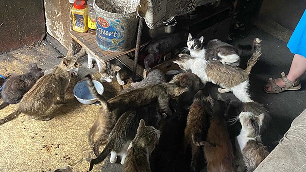 tyi destky koek dlaly mon i nkolik let spolenost bezdomovcm, kte se usadili nedaleko centra krajskho msta Vysoiny. Zvatm vak byla v zuboenm stavu, chybla jim potebn veterinrn pe, a jeliko nebyla kastrovan, nekontrolovateln se mnoila.