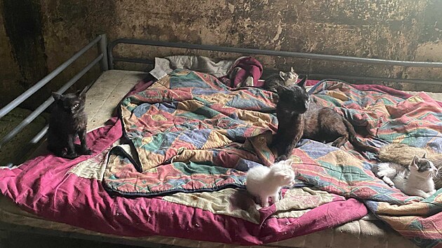 tyi destky koek dlaly mon i nkolik let spolenost bezdomovcm, kte se usadili nedaleko centra krajskho msta Vysoiny. Zvatm vak byla v zuboenm stavu, chybla jim potebn veterinrn pe, a jeliko nebyla kastrovan, nekontrolovateln se mnoila.