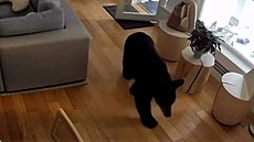 Malý pes vyhnal medv�da z domu