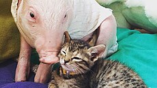 Pátelství mezi lovkem a zvíetem povaujeme za bné. Ale nkdy se spátelí...