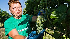 Vina�ství Chateau Valtice za�alo sklízet hrozny na výrobu bur�áku velmi rané...