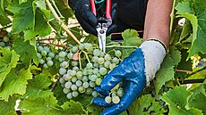 Vina�ství Chateau Valtice za�alo sklízet hrozny na výrobu bur�áku velmi rané...
