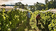Vina�ství Chateau Valtice za�alo sklízet hrozny na výrobu bur�áku velmi rané...