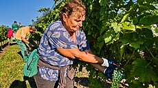 Vinaství Chateau Valtice zaalo sklízet hrozny na výrobu buráku velmi rané...