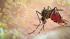 Chikungunya je virové onemocn�ní p�ená�ené komáry rodu Aedes.