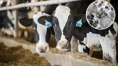 Capripox virus zpsobuje infekní onemocnní skotu, které se vyznauje tvorbou...