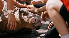 SOUT̎: Vyhrajte soukromou procházku s DINOSAUREM